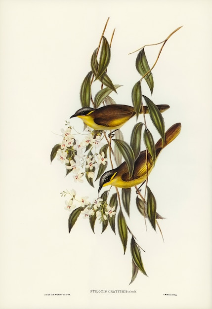 Honigfleckiger honigfresser (ptilotis cratitius), illustriert von elizabeth gould