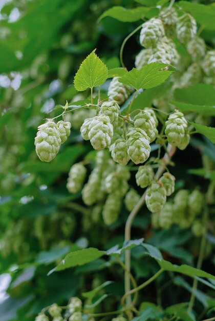 Hopfenkegel hautnah, selektiver Fokus auf die Kegel. Hopfen für die Herstellung von Bier und Brot, landwirtschaftlicher Hintergrund mit Kopierraum. Detail des Hopfens vor der Herbsternte, senkrechter Rahmen