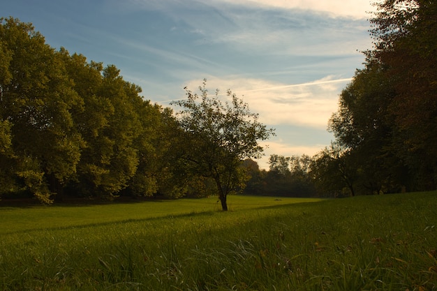 Horizontale Ansicht eines Baumes, der allein auf einem grünen Grund steht, der von einem dichten Wald umgeben ist