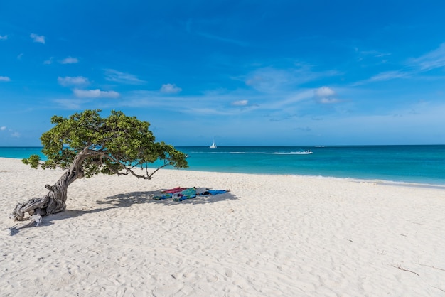 Horizontale Aufnahme der Aussicht auf den Strand und das Meer, mit Handtüchern unter einem Baum in Aruba ausgelegt