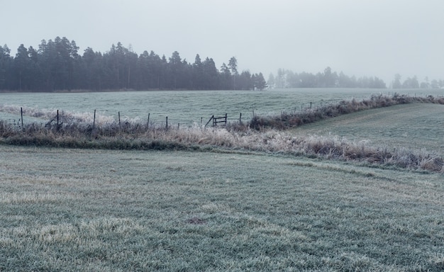 Horizontale Aufnahme eines grünen Feldes mit einem trockenen Gras, umgeben von Tannenbäumen, die mit Nebel bedeckt sind