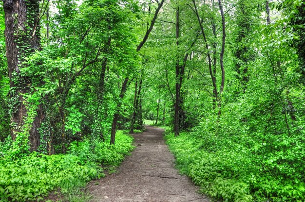 Horizontale Aufnahme eines leeren Pfades im grünen Wald