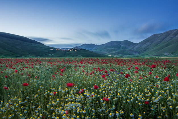 Horizontale Aufnahme eines riesigen Feldes mit vielen Blumen und roten Tulpen, umgeben von hohen Bergen