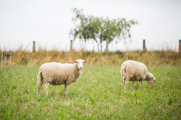 Horizontale Aufnahme von zwei weißen Schafen, die während des Tageslichts Gras in einem Feld gehen und essen