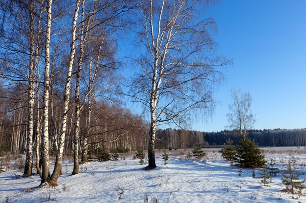 Horizontale Landschaft mit Birkenhandschuh