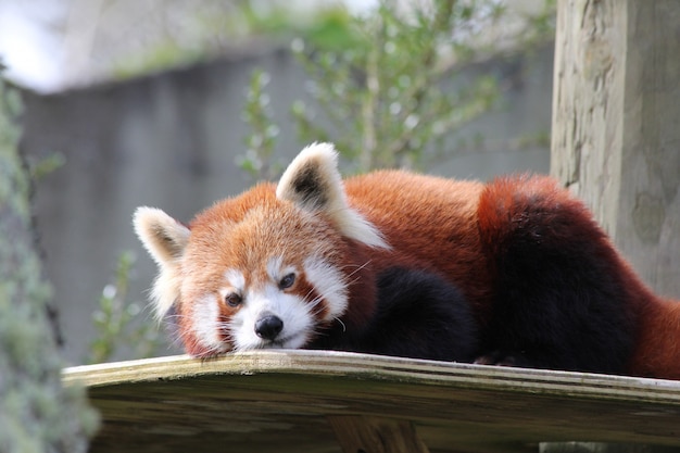 Horizontale Nahaufnahmeaufnahme eines entzückenden roten Pandas auf einem Holztisch im Zoo