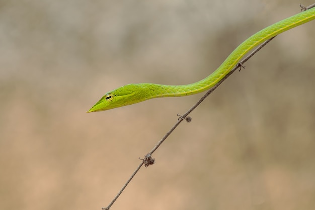 Kostenloses Foto horizontaler schuss einer kleinen grünen schlange auf einem dünnen brunch des baumes