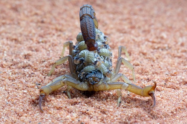 Hottentotta-skorpion mit babys am körper hottentotta-skorpion vorderansicht