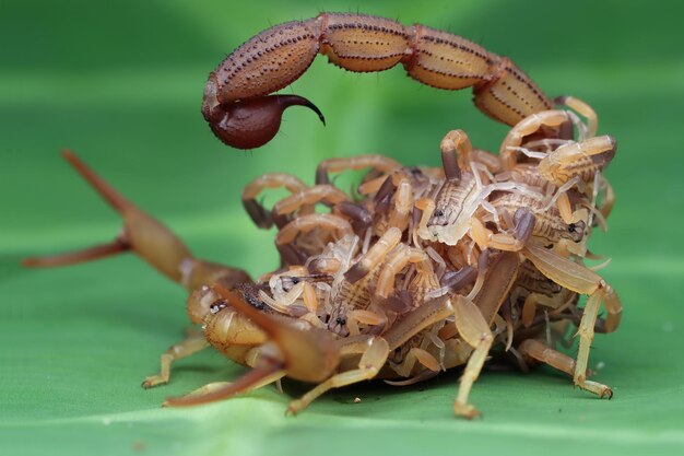 Hottentotta-Skorpion mit Babys auf Körper Hottentotta-Skorpion-Vorderansicht auf grünen Blättern