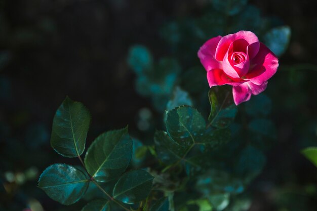 Hübsche Blume auf dem Busch