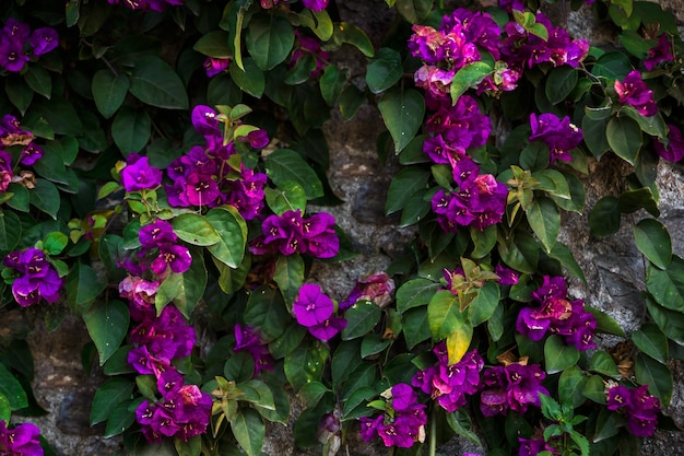 Hübsche Blumen auf Steinen