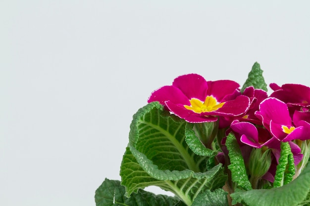 Kostenloses Foto hübsche blumen mit weißem hintergrund