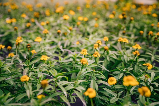 Hübsche gelbe Blüten auf einer blühenden Thymiananlage