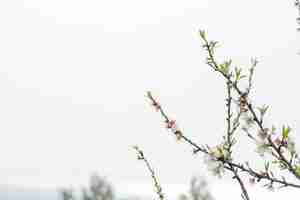 Kostenloses Foto hübsche mandelblüten mit himmel im hintergrund