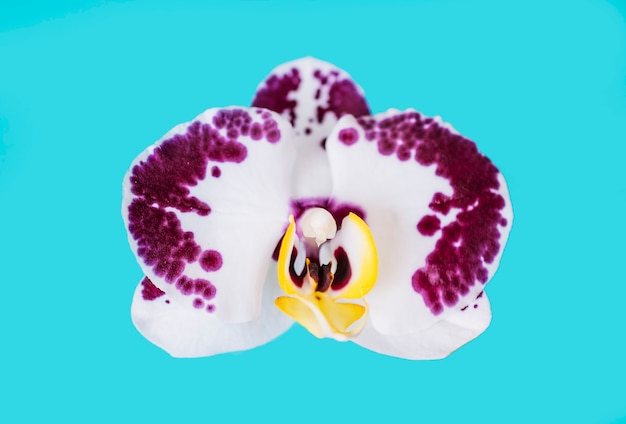 Hübsche Orchidee auf Türkishintergrund
