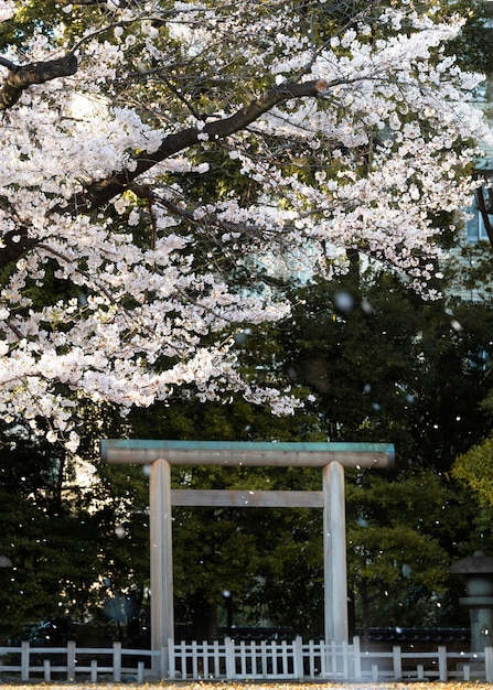 Hübsche Pfirsichbaumblüte in Tokio bei Tageslicht