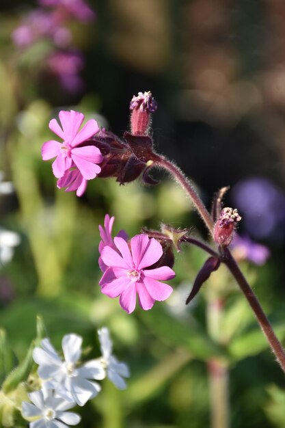 Hübsche rosa blühende Phlox-Blumen an einem Frühlingstag