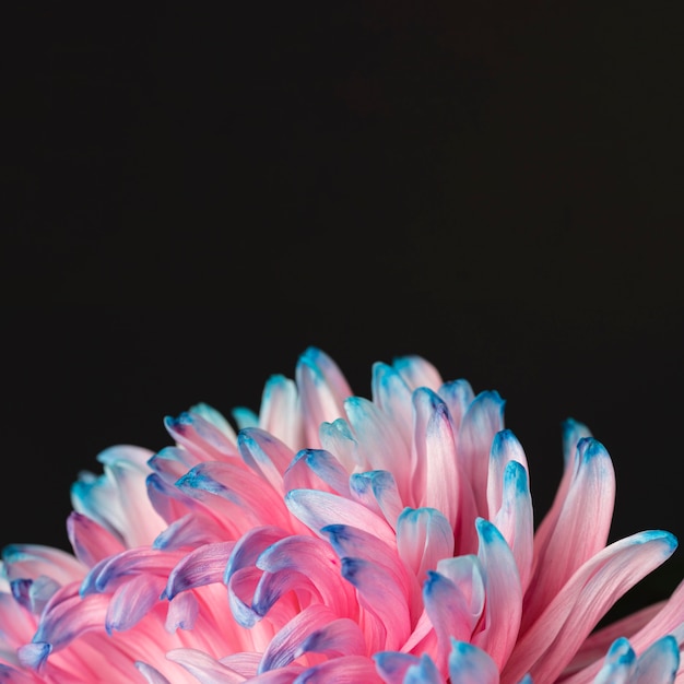 Kostenloses Foto hübsche rosa und blaue makroblume