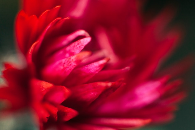 Hübsche rote Dahlie in Blüte