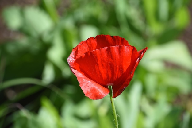 Hübsche rote Mohnblüte blüht im Frühling