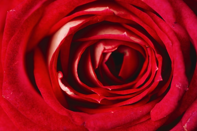 Hübsche rote Rose der Nahaufnahme