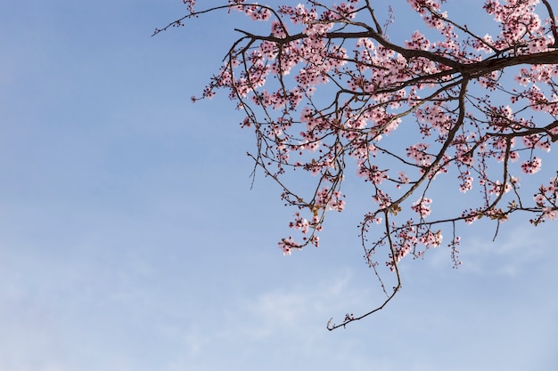 Hübsche Szene der Zweige mit Blüten