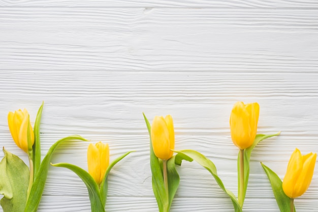 Hübsche Tulpen auf Weiß