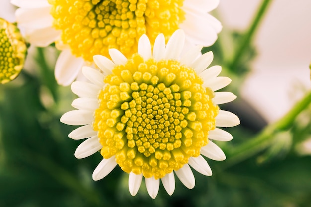 Hübsche weiße Blume mit gelben Pollen