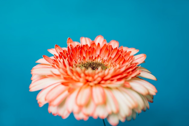 Kostenloses Foto hübscher gerbera der nahaufnahme