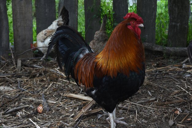 Hübscher Hahn mit einem Paar freilaufender Hühner auf einem Bauernhof.