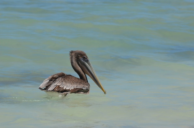 Kostenloses Foto hübsches geflügel, das im wasser schwimmt und zur seite schaut