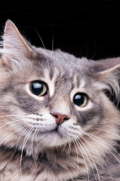 Hübsches Kätzchen mit sehr erstauntem Blick im Studiofoto auf dunklem Hintergrund