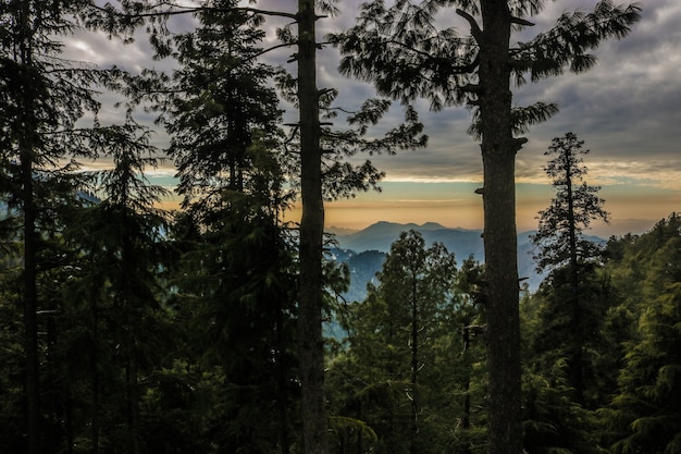 Kostenloses Foto hügel abdeckung landschaft nebel weihnachten