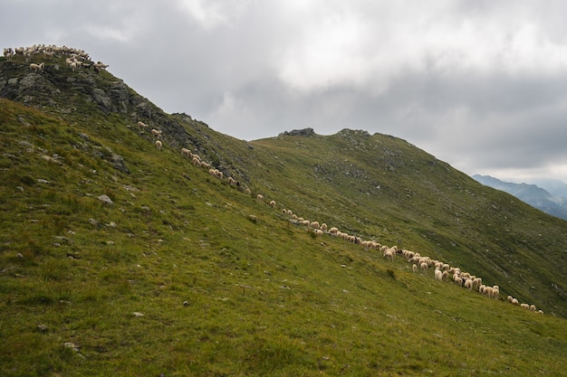 Hügel bedeckt im Grünen mit Schafen unter einem bewölkten Himmel