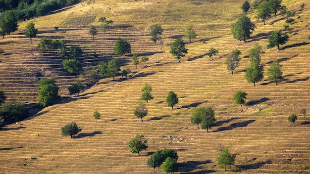 Hügelhang mit seltenen Bäumen und grasenden Ziegen in Moldawien