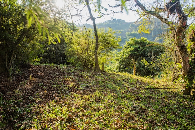 Kostenloses Foto hügelige grüne landschaft