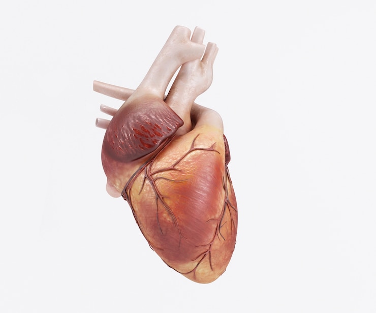 Kostenlose Foto human heart