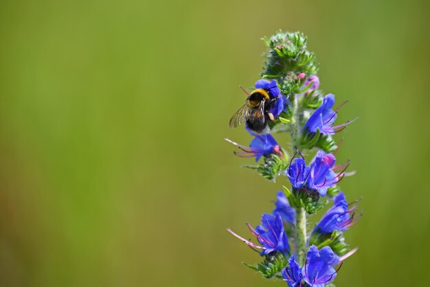 Hummel auf blühender schöner blauer Blume Unscharfer natürlicher bunter Hintergrund