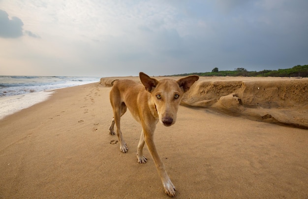 Hund am Strand