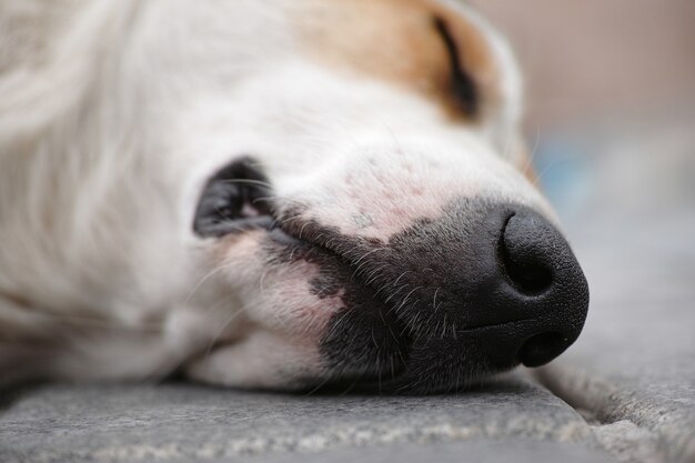 Hund auf dem Boden liegend