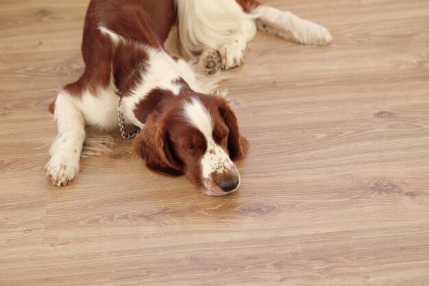 Hund auf dem Boden