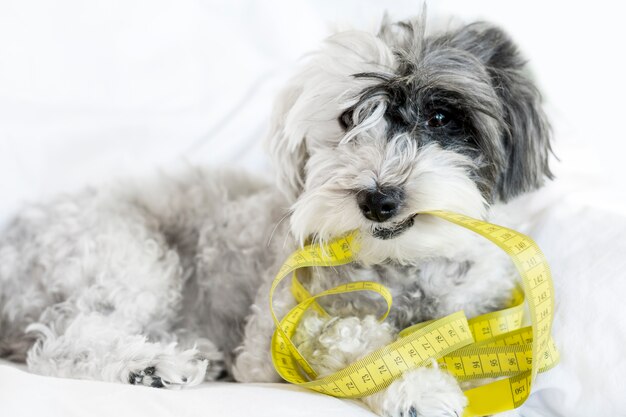 Hund beißt ein Maßband im Schnee