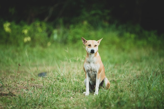 Hund, der auf einen Landschotterweg geht