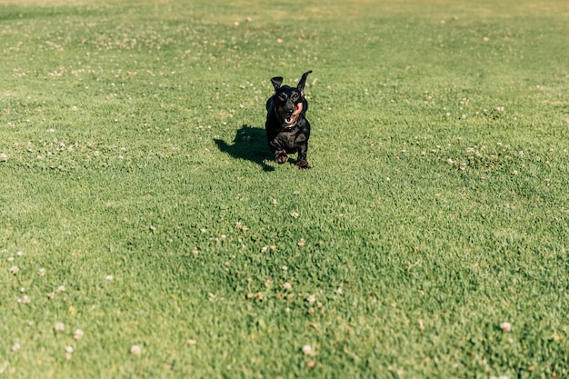 Hund, der auf grünem Gras läuft
