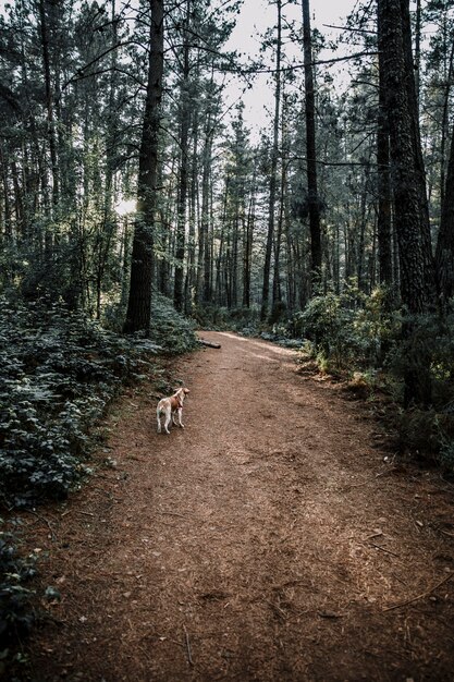 Hund, der auf Schotterweg im dichten Wald steht