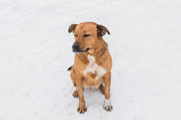 Hund, der auf weißem schneebedecktem Land sitzt