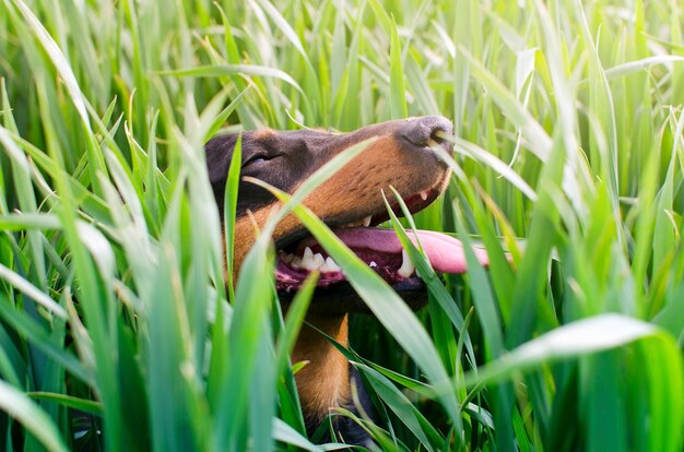 Hund, der draußen im Gras mit großem Lächeln auf seinem Gesicht spielt