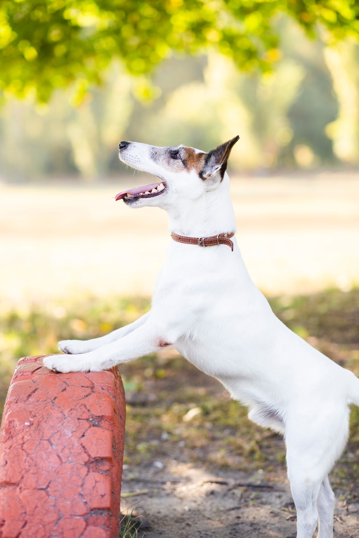 Kostenlose Foto hund, der draußen im park spielt