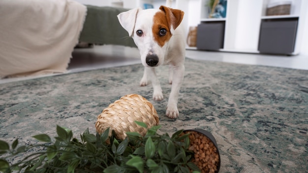 Hund, der drinnen eine Masse mit Blumentopf macht