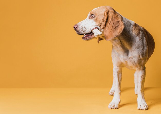Hund, der einen Knochen hält und weg schaut
